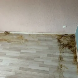 gebäudereinigung bretten